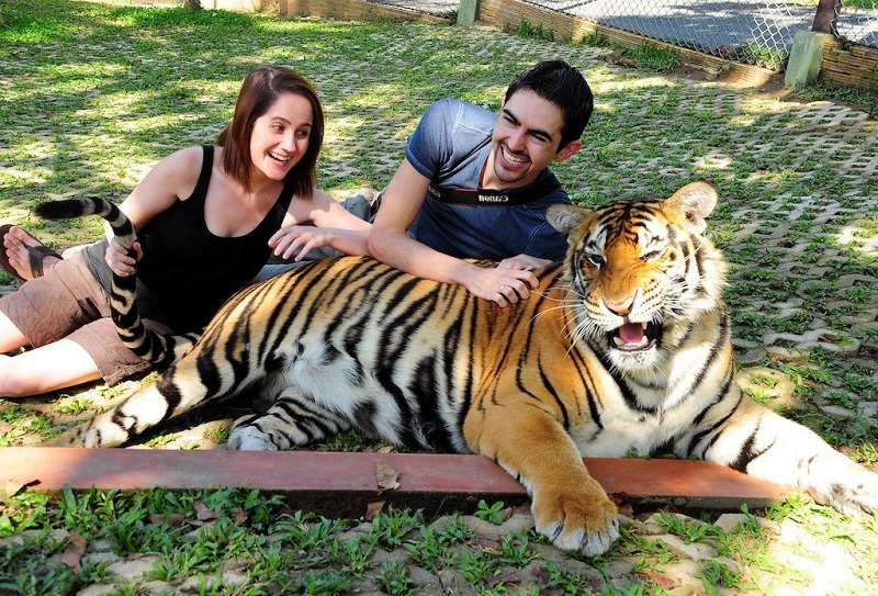 Tiger Kingdom Phuket. Price 1390 THB 