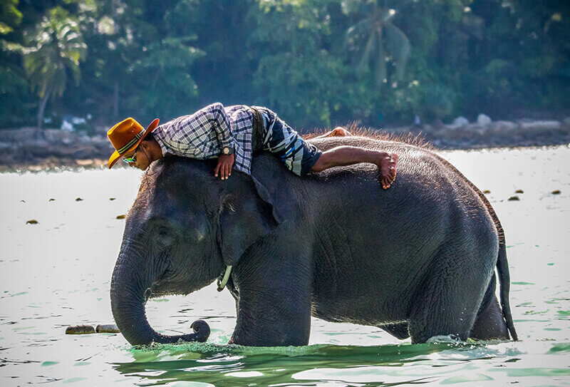 Elephant Sanctuary in Phuket & Elephant Trekking