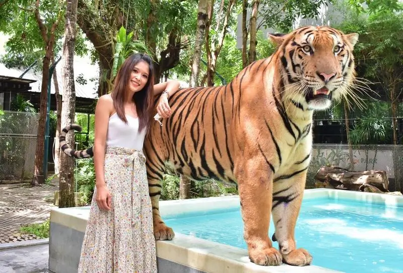 Tiger Park in Phuket