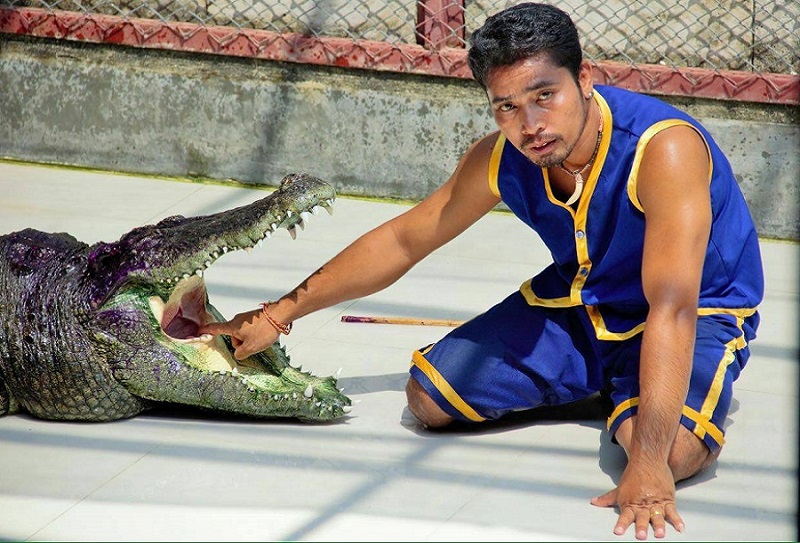 Phuket Crocodile Farm and Crocodile Show