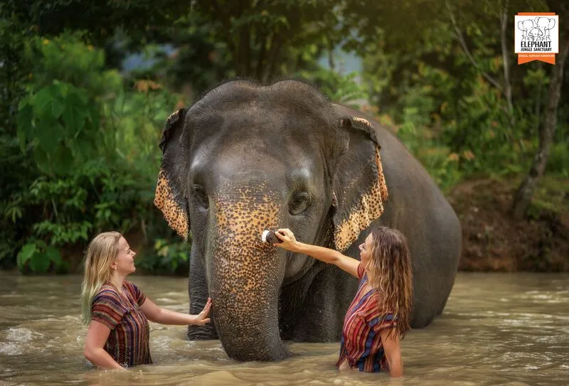 Tours to the Elephant Jungle Sanctuary in Phuket