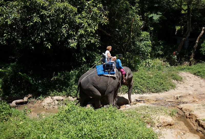 Elephant Trekking in Koh Samui