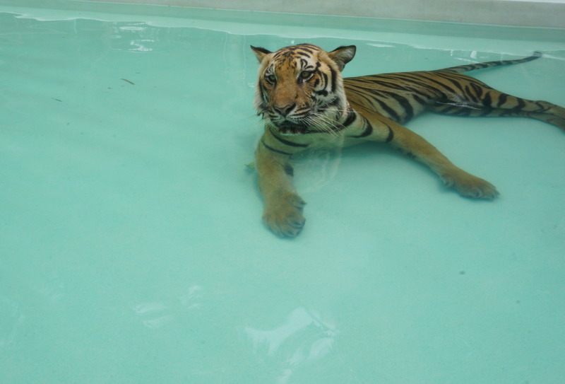 Phuket Tiger Kingdom