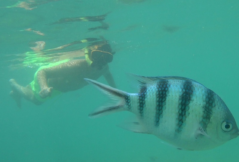 The Best Places for Snorkeling in Koh Samui