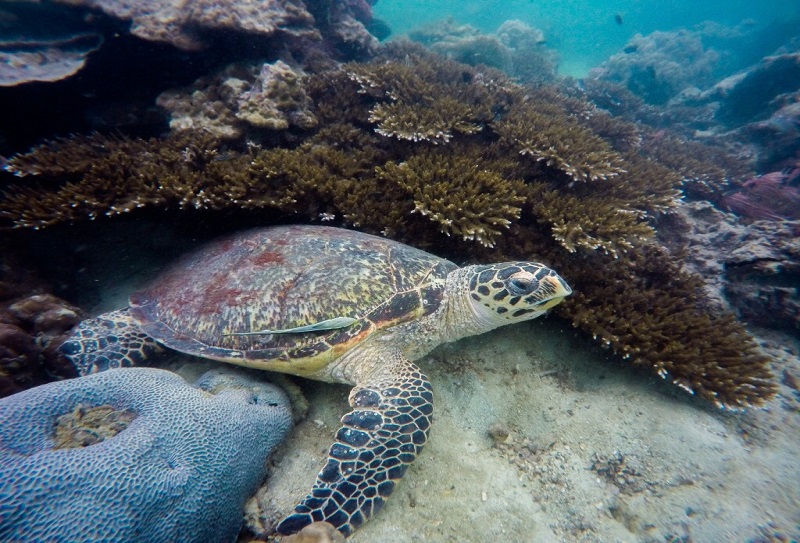 9 myths about diving