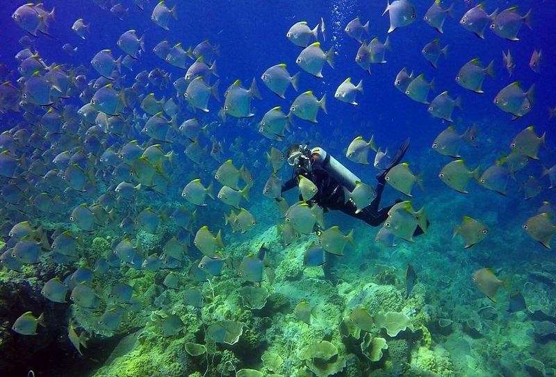 The best places for diving in Phuket