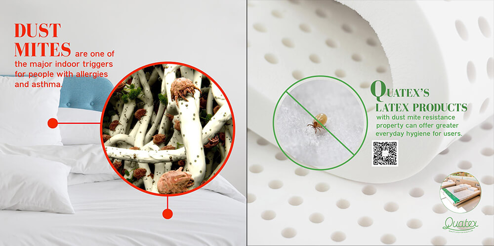 Latex in Pattaya – Dust mites and bacteria